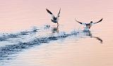 Common Mergansers Taking Flight_02312